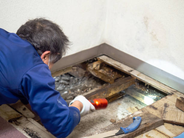 Best Residential Mold Removal  in Lakehurst, NJ