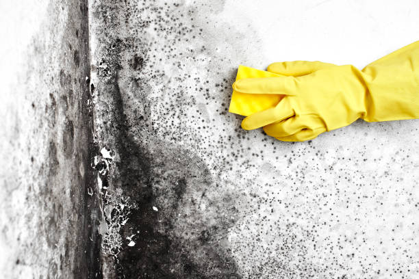 Best Certified Mold Removal  in Lakehurst, NJ