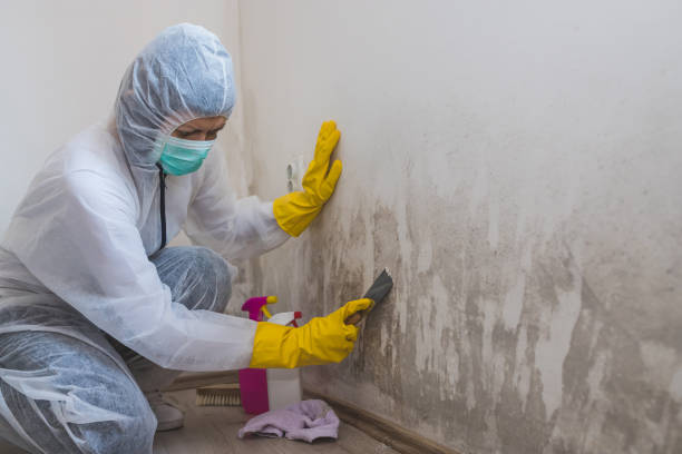 Best Home Mold Removal  in Lakehurst, NJ