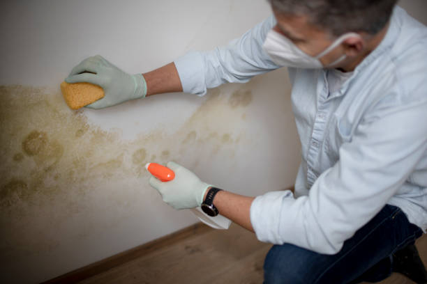 Best Mold Damage Repair  in Lakehurst, NJ