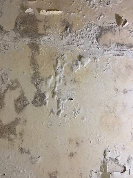 Best Mold Remediation  in Lakehurst, NJ