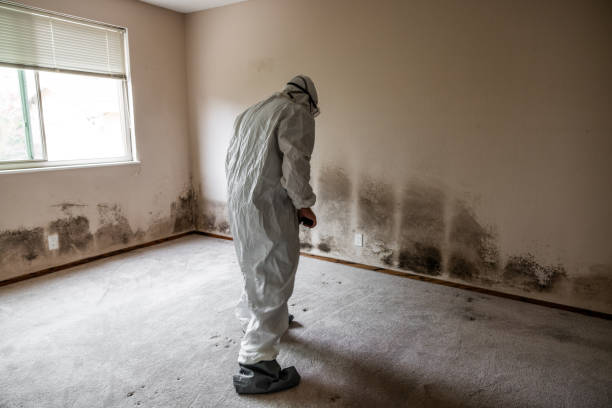 Best Mold Removal Near Me  in Lakehurst, NJ