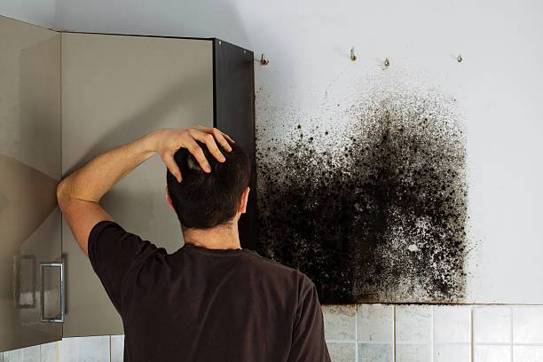Best Mold Removal Company Near Me  in Lakehurst, NJ