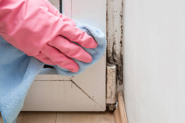 Best Professional Mold Removal  in Lakehurst, NJ